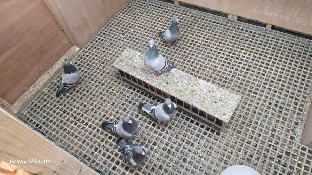 Racing pigeons stock - Image 4