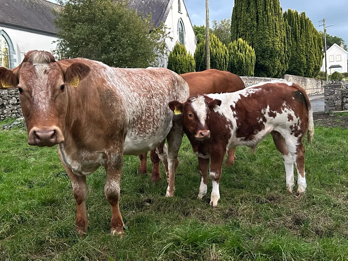 Cow with calf at foot - Image 1