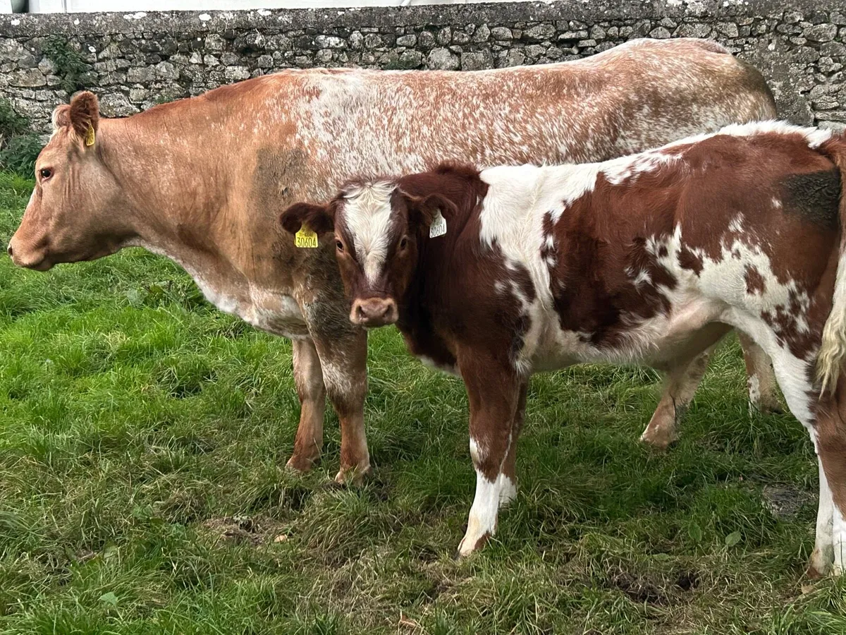 Cow with calf at foot - Image 2