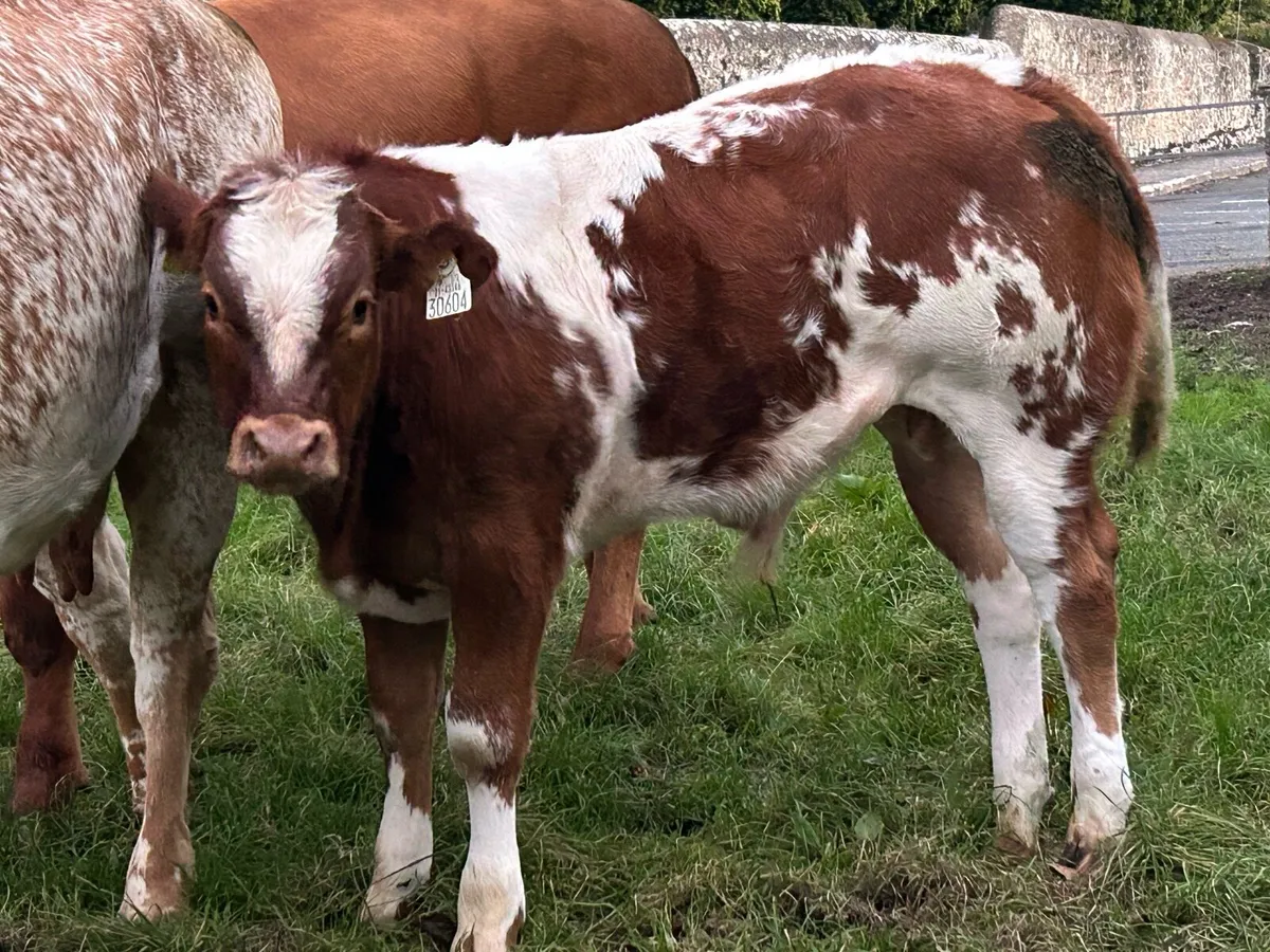 Cow with calf at foot - Image 3