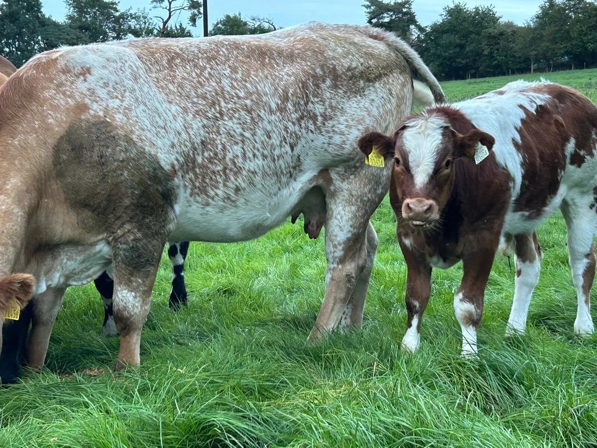 Cow with calf at foot - Image 4