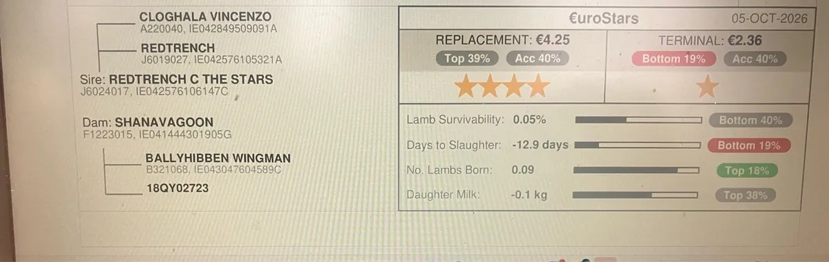 Pedigree Charolais Ram - Image 3