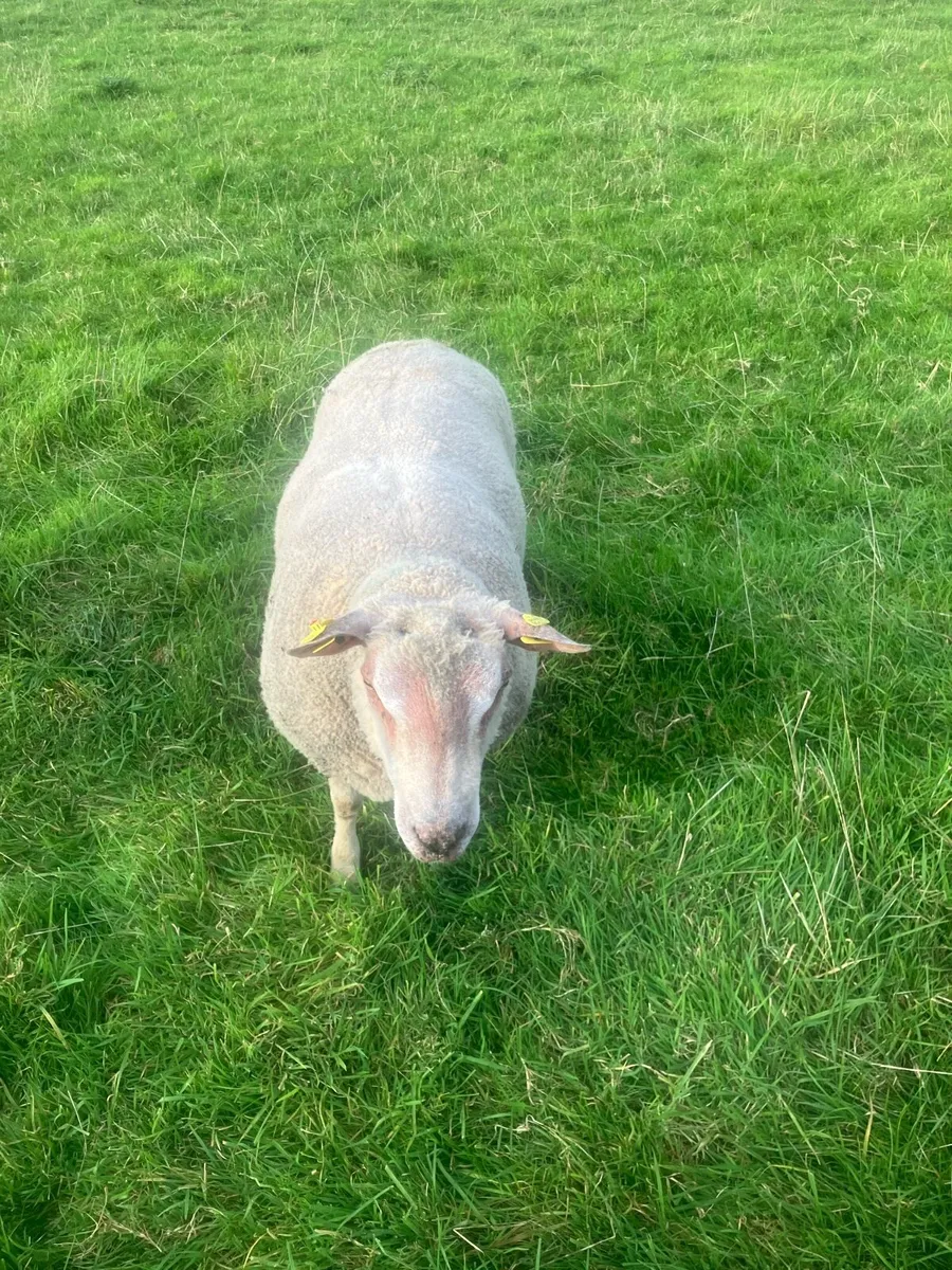 Pedigree Charolais Ram - Image 4