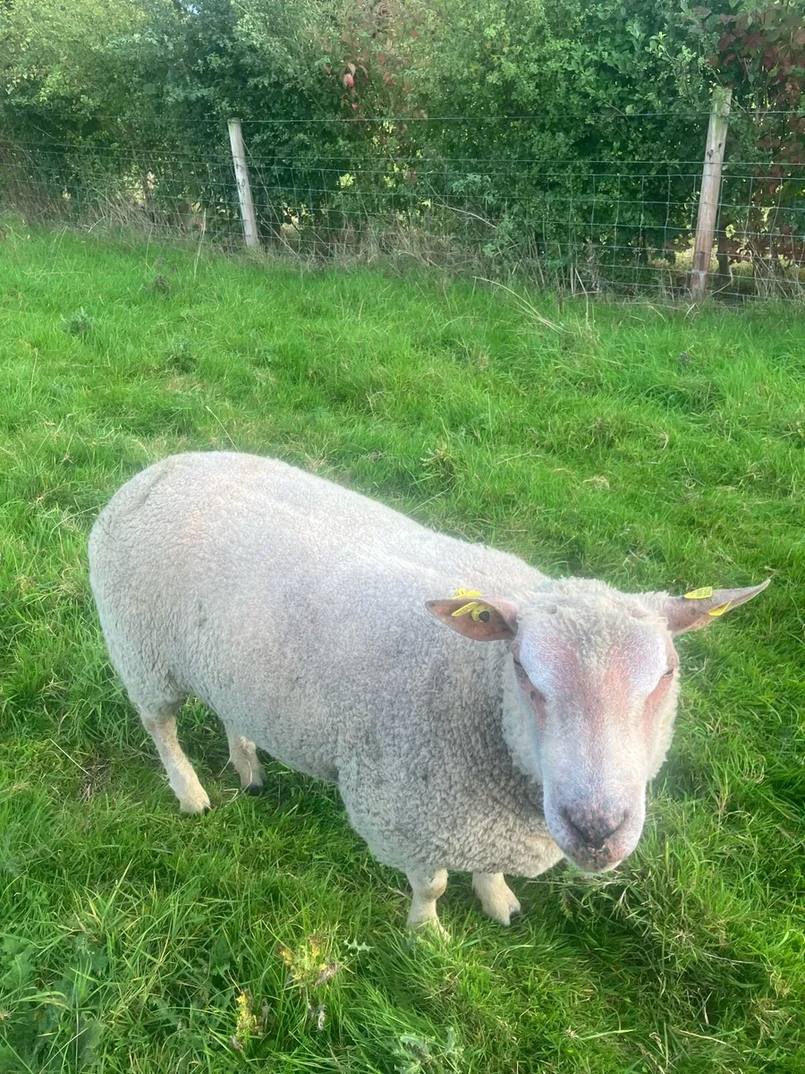 Pedigree Charolais Ram - Image 2