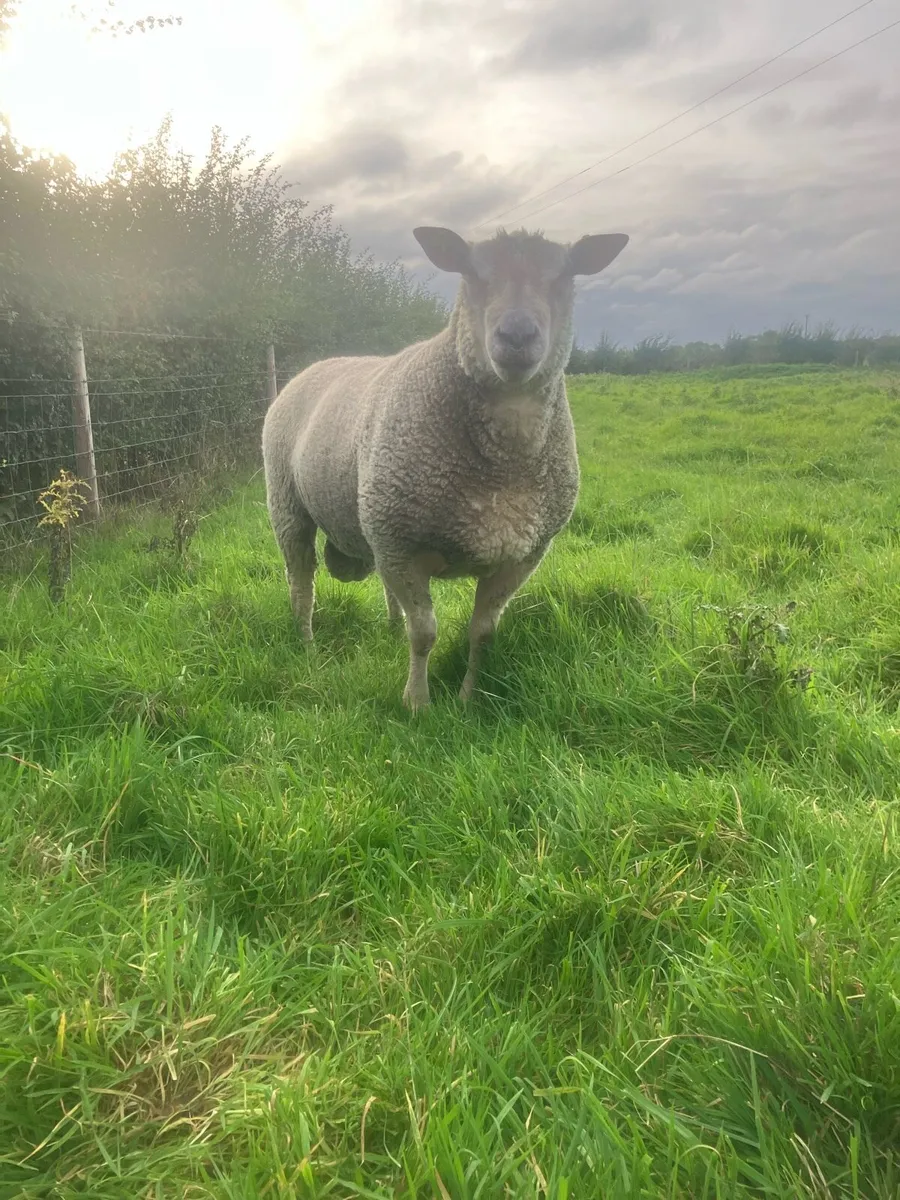 Pedigree Charolais Ram - Image 1