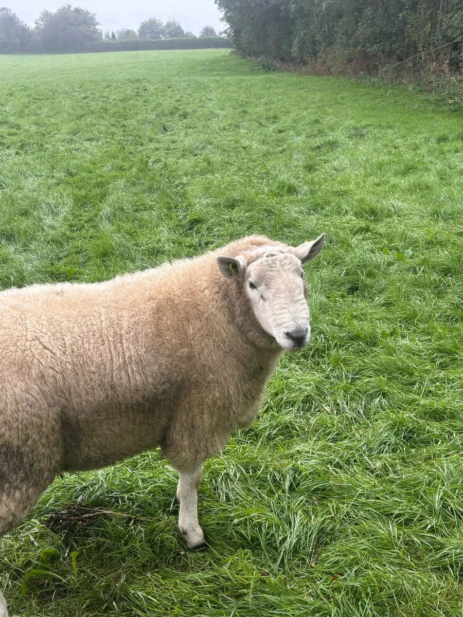 Wicklow Cheviot Hogget Rams - Image 2