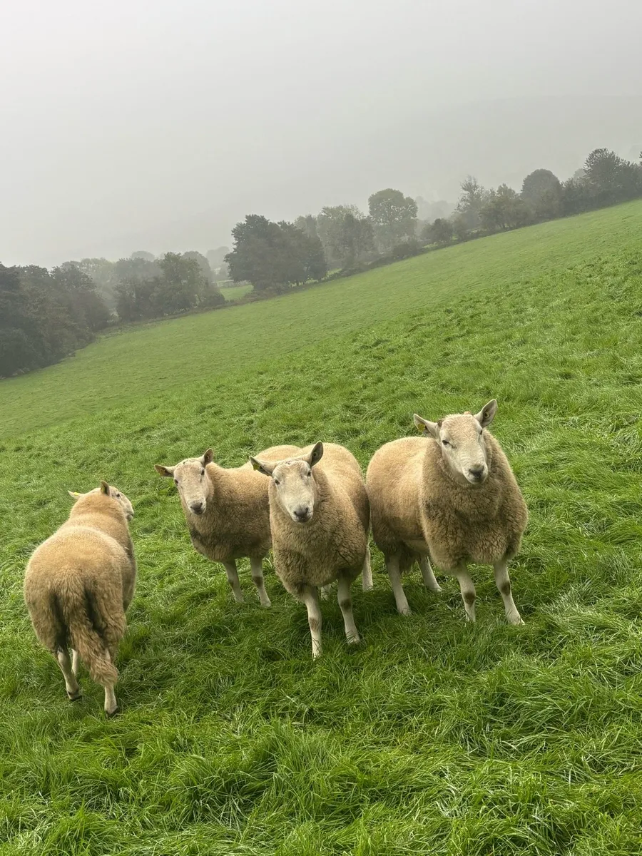 Wicklow Cheviot Hogget Rams - Image 3