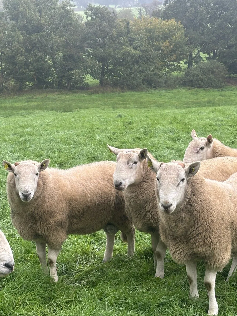 Wicklow Cheviot Hogget Rams - Image 4