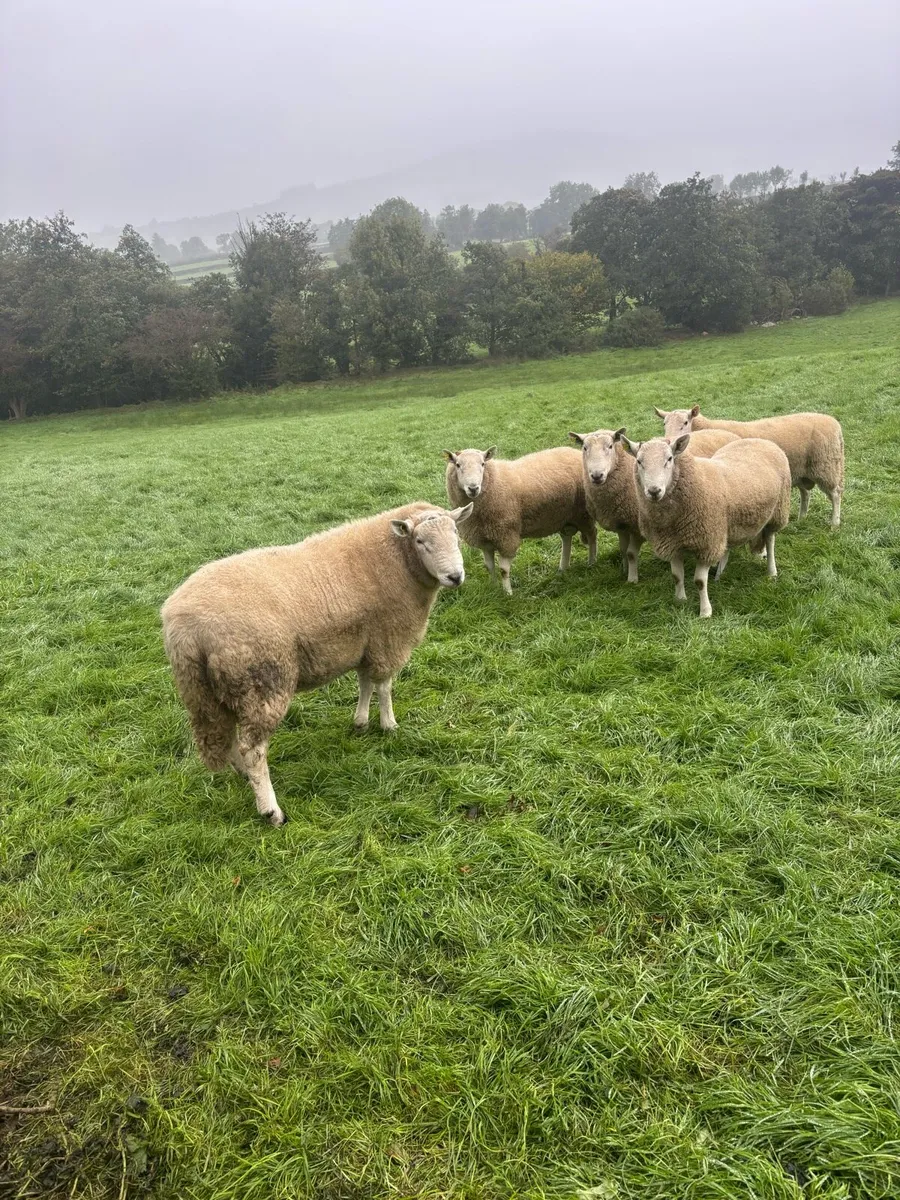 Wicklow Cheviot Hogget Rams - Image 1