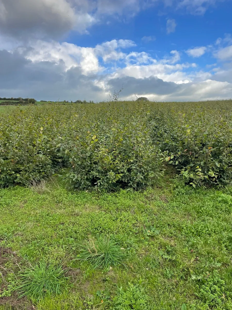 Hedging - Image 2
