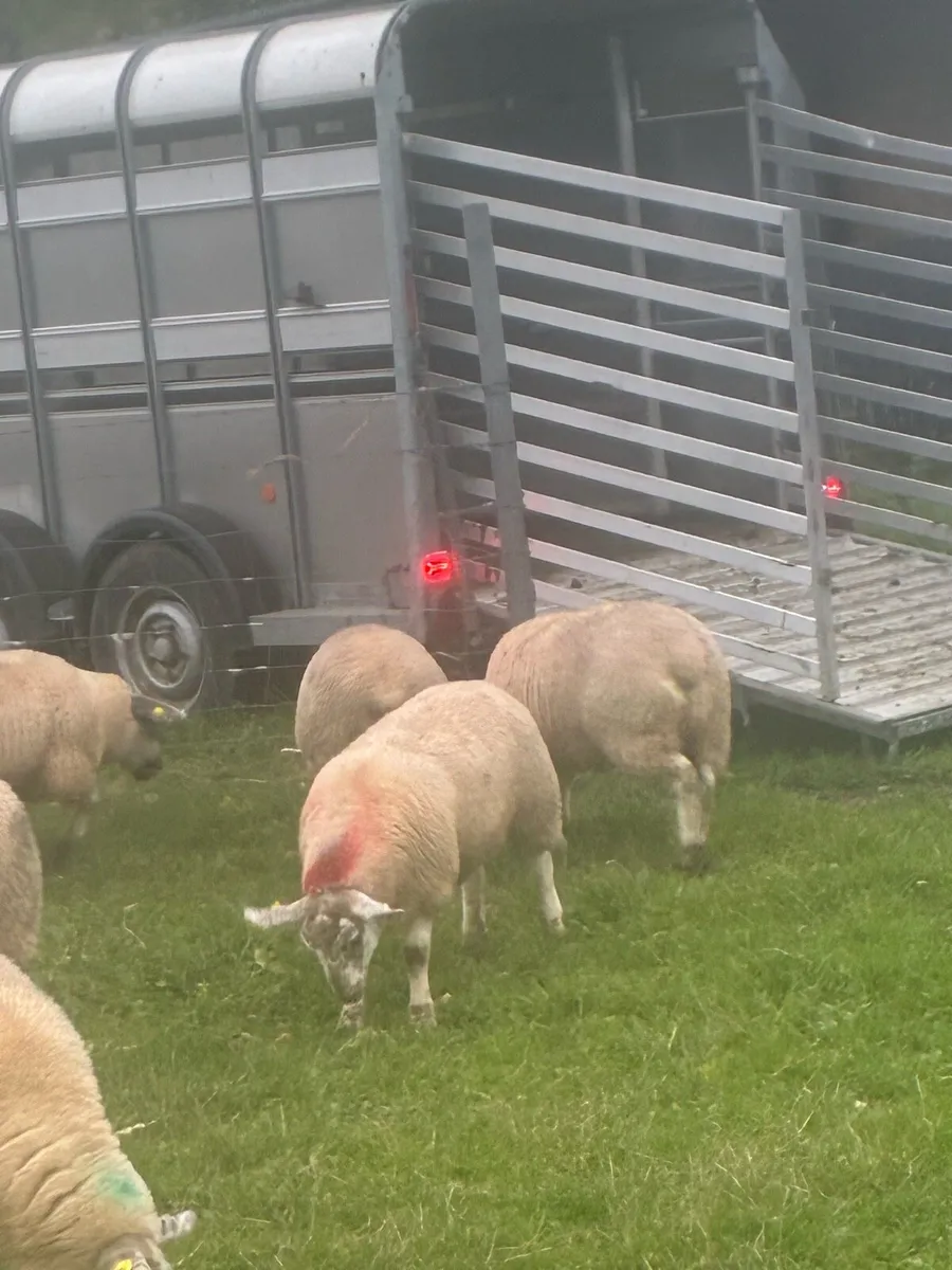 Ewe lambs - Image 2