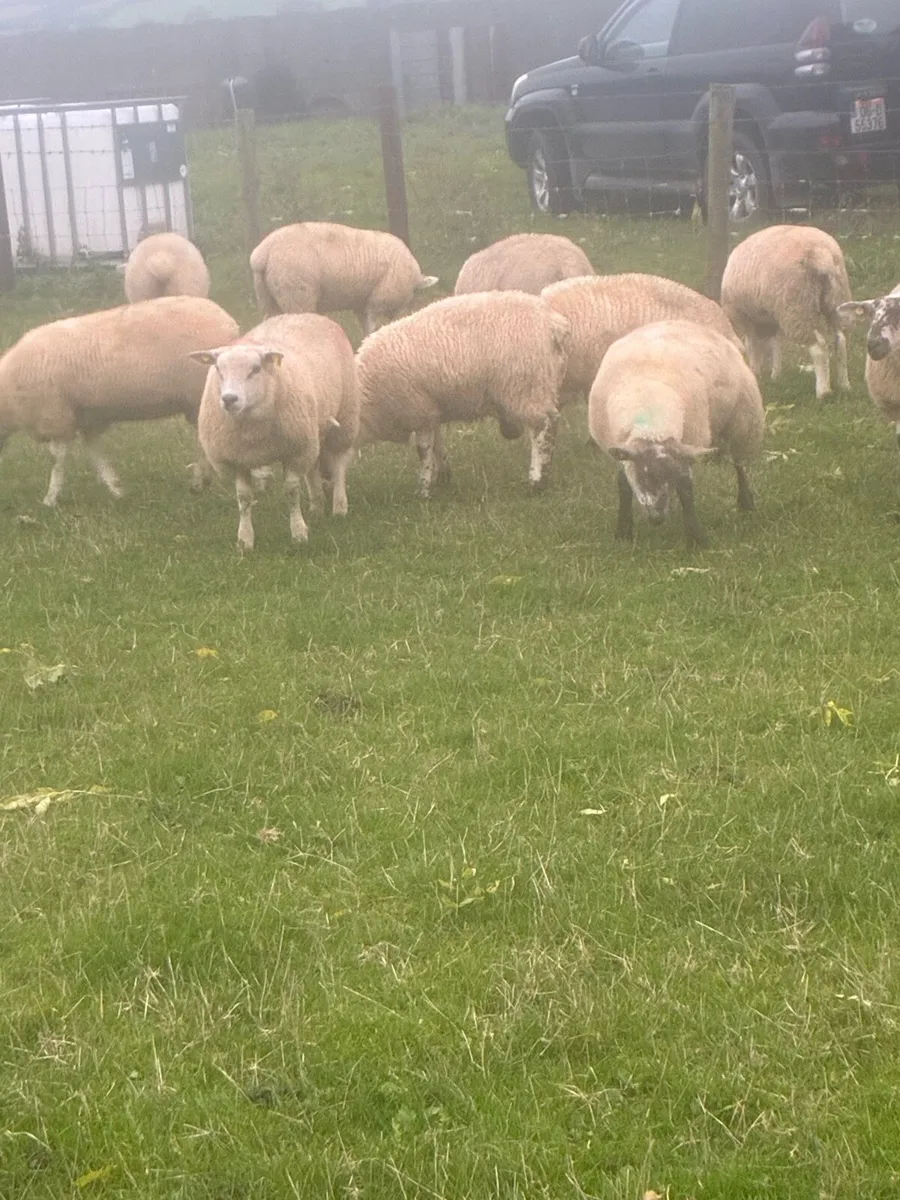 Ewe lambs - Image 3