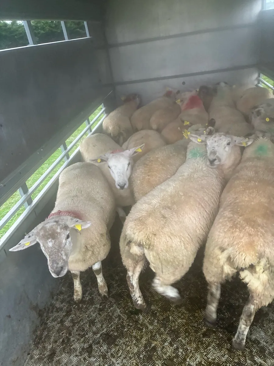 Ewe lambs - Image 1