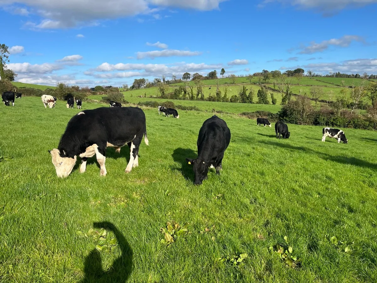 Bullocks for sale - Image 1