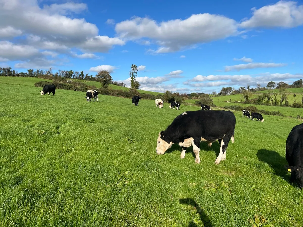 Bullocks for sale - Image 2