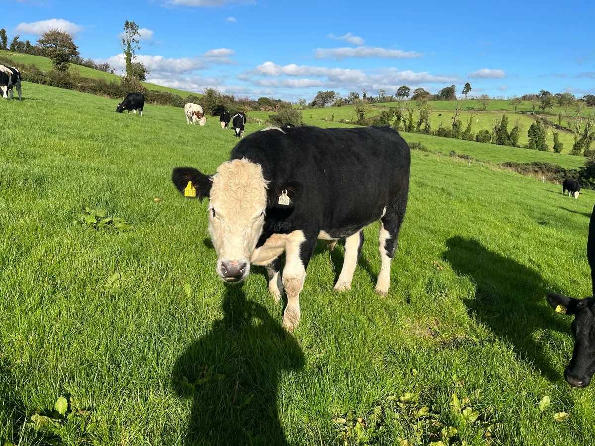 Bullocks for sale - Image 3
