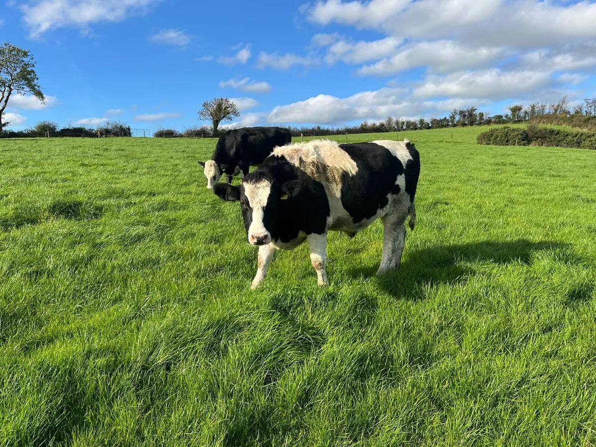 Bullocks for sale - Image 4