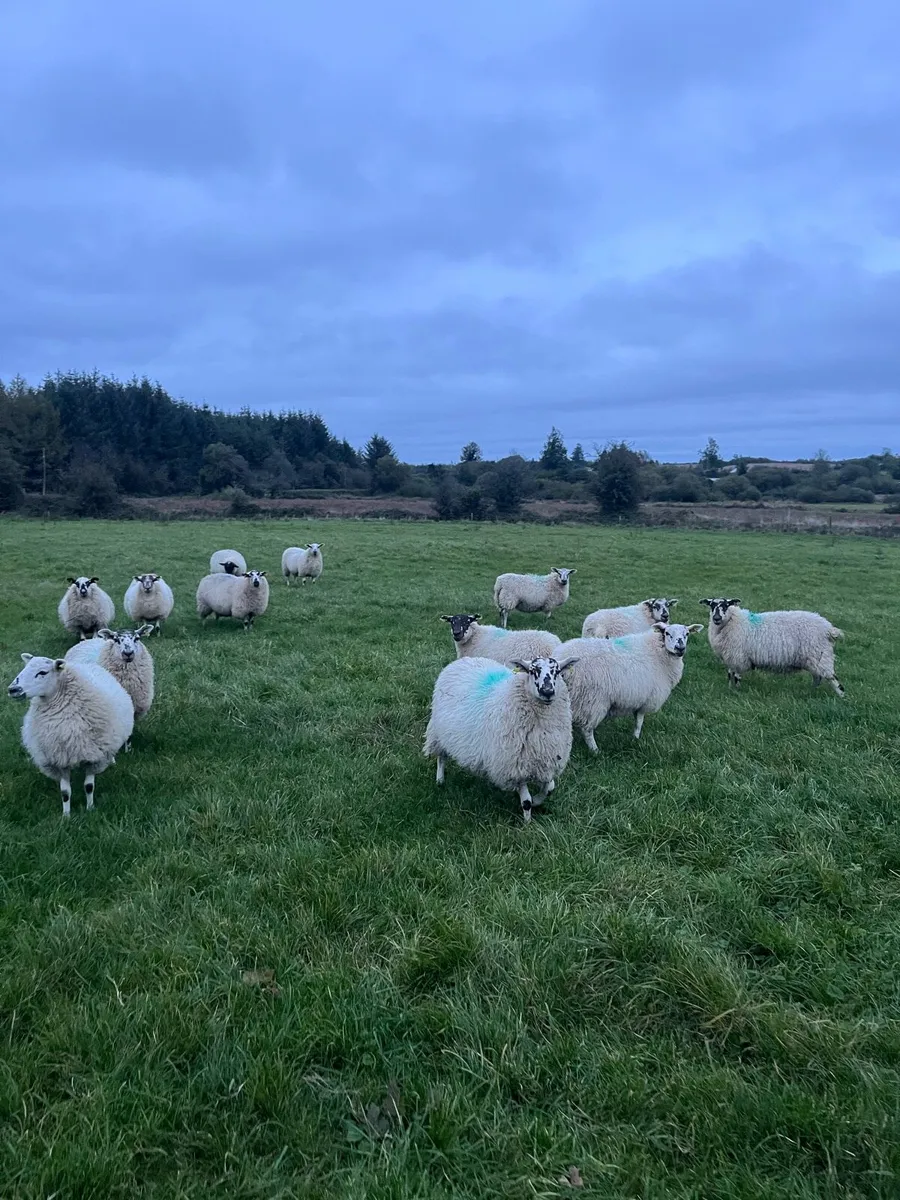 15 hilltex ewe lambs. - Image 2