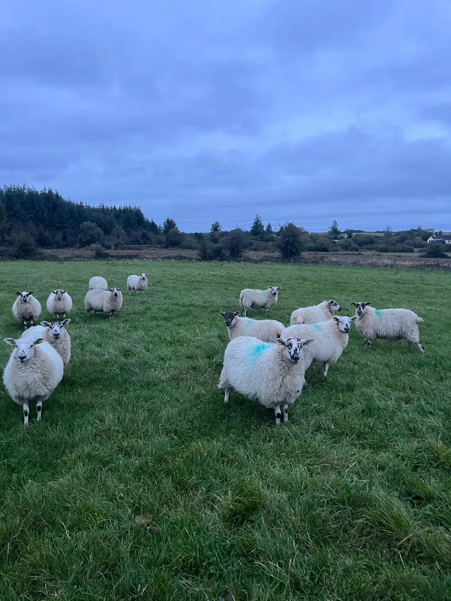 15 hilltex ewe lambs. - Image 1