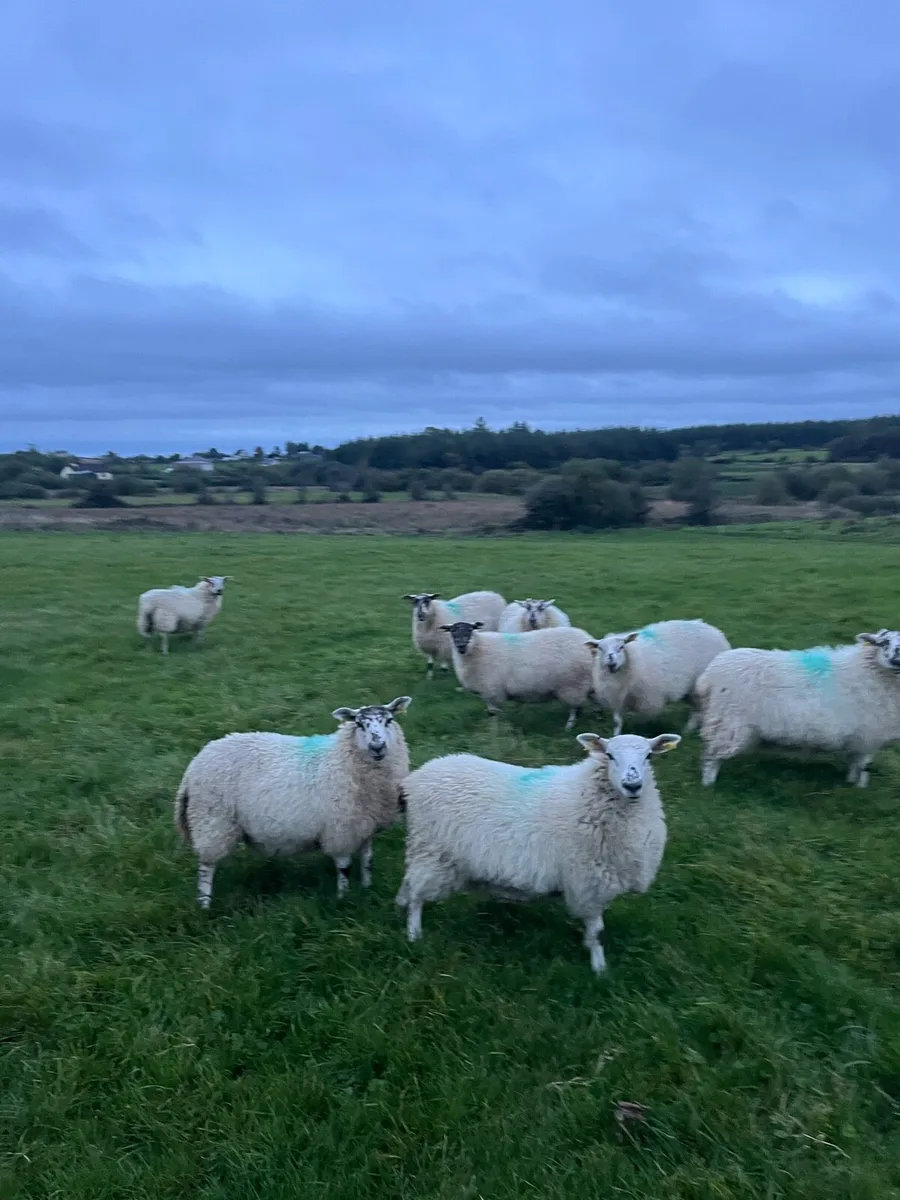 15 hilltex ewe lambs. - Image 3