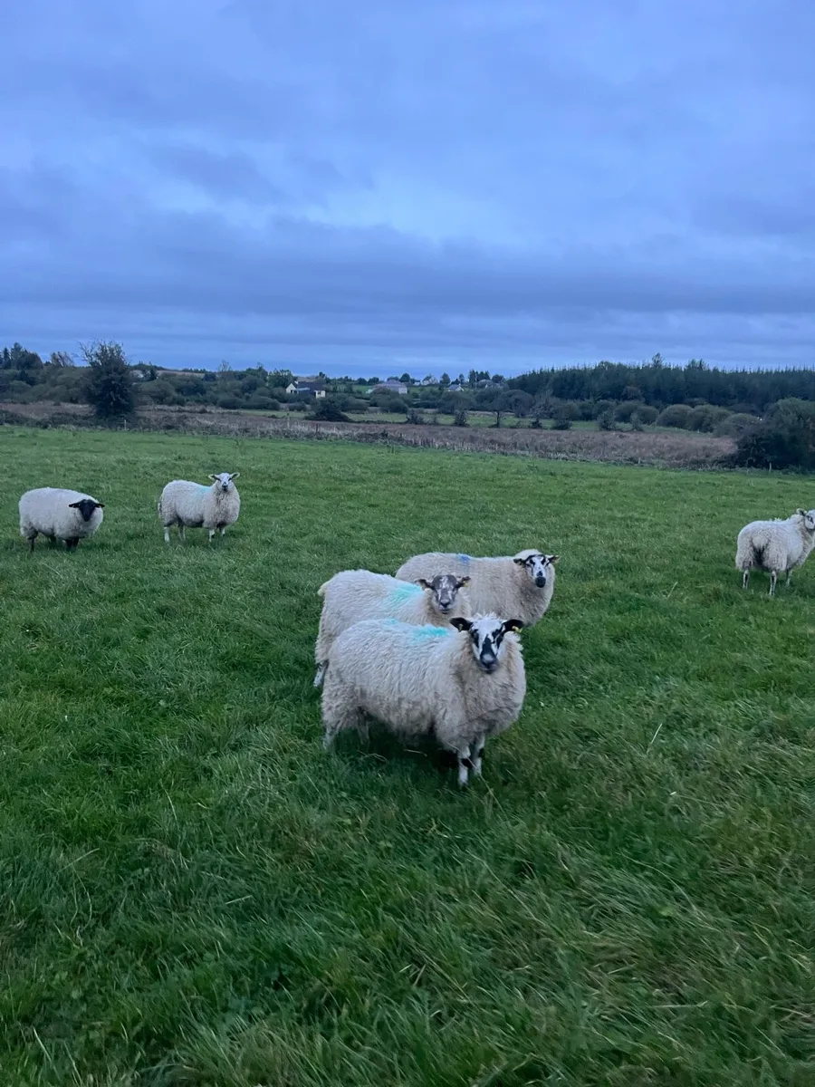 15 hilltex ewe lambs. - Image 4