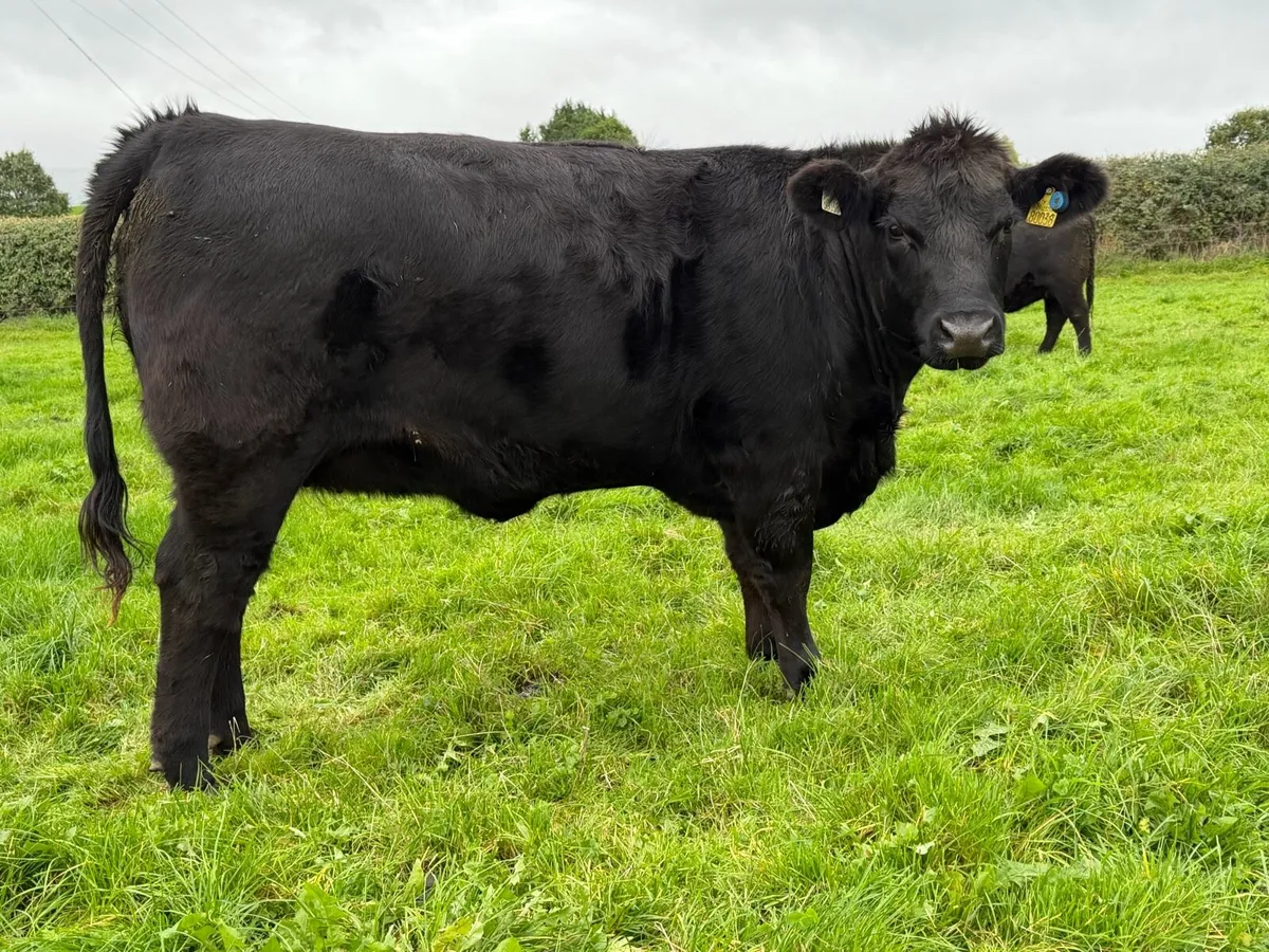 Pedigree Angus Heifers - Image 1
