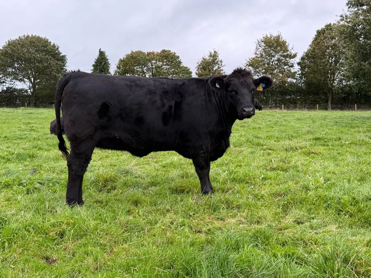 Pedigree Angus Heifers - Image 2