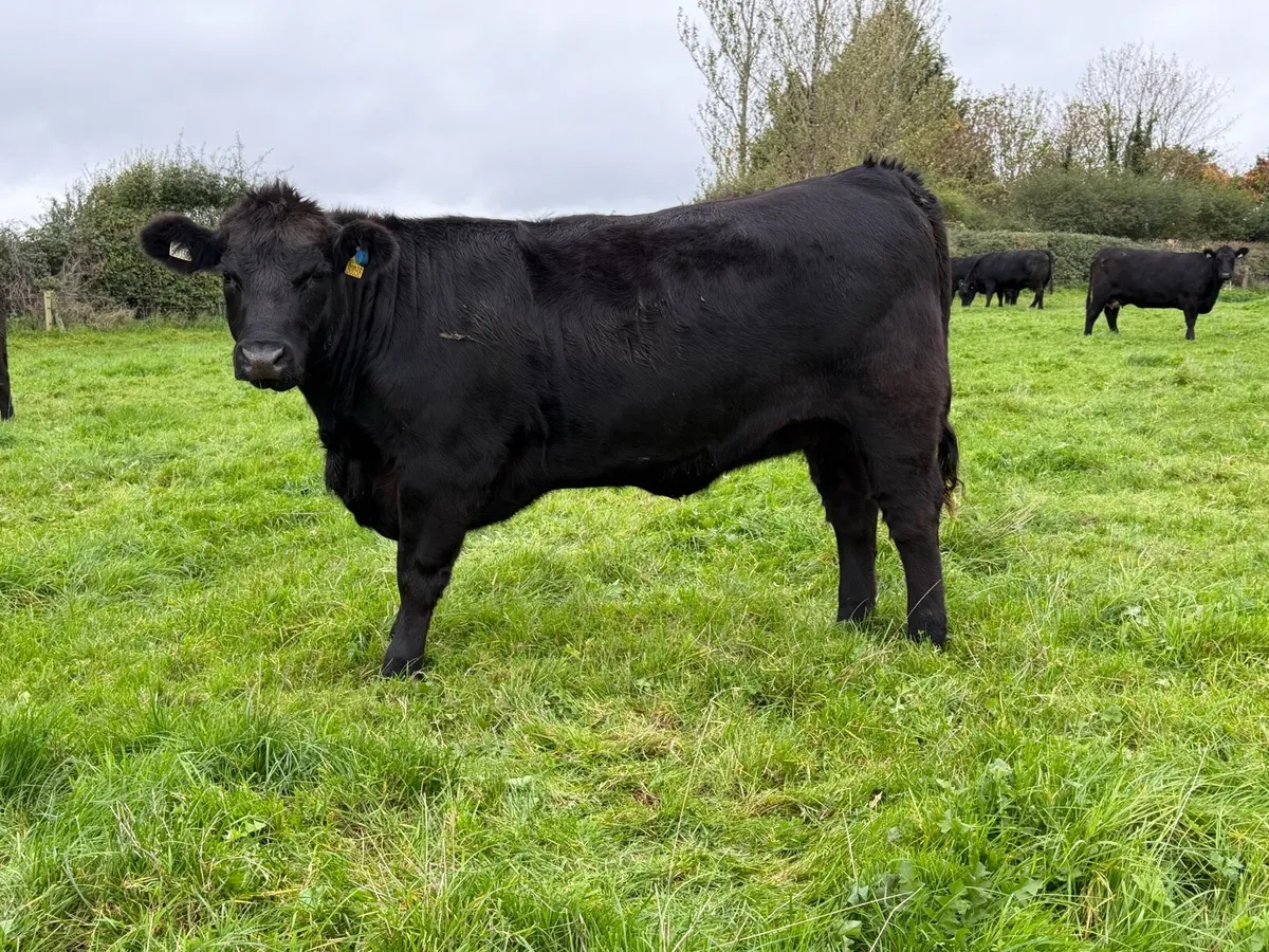 Pedigree Angus Heifers - Image 3