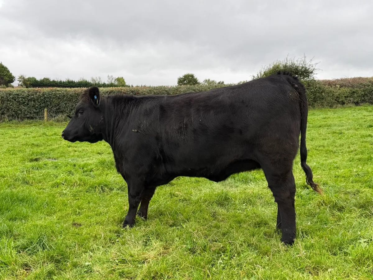 Pedigree Angus Heifers - Image 4