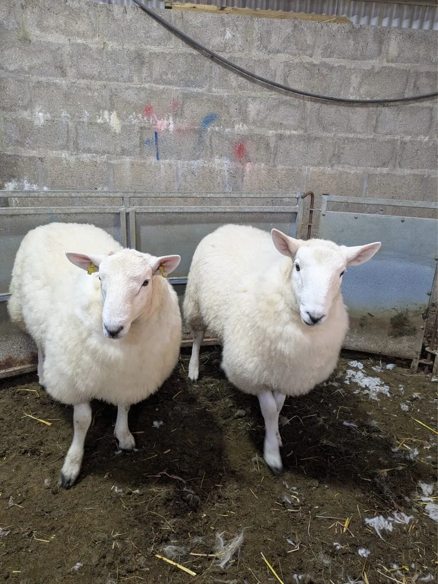 Wicklow Cheviot & Perth Ram Lamb - Image 1