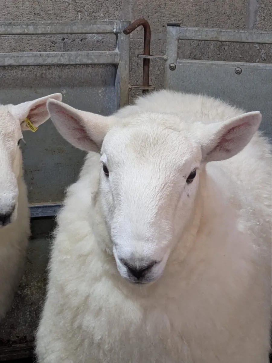 Wicklow Cheviot & Perth Ram Lamb - Image 2