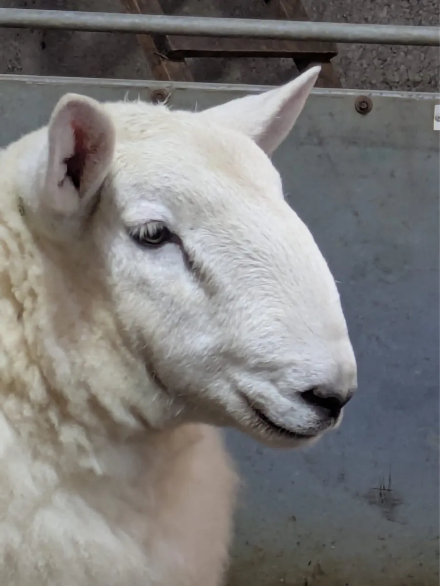 Wicklow Cheviot & Perth Ram Lamb - Image 3