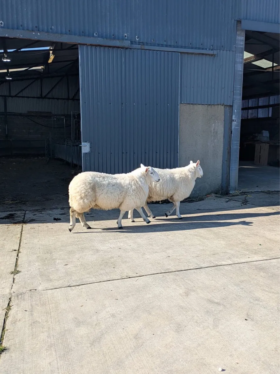 Wicklow Cheviot & Perth Ram Lamb - Image 4
