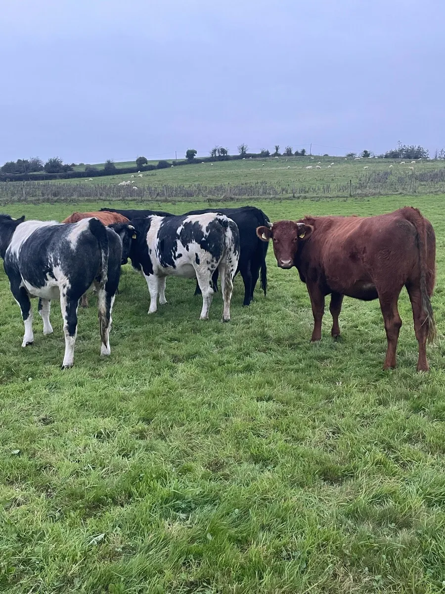 Feeding heifers - Image 1