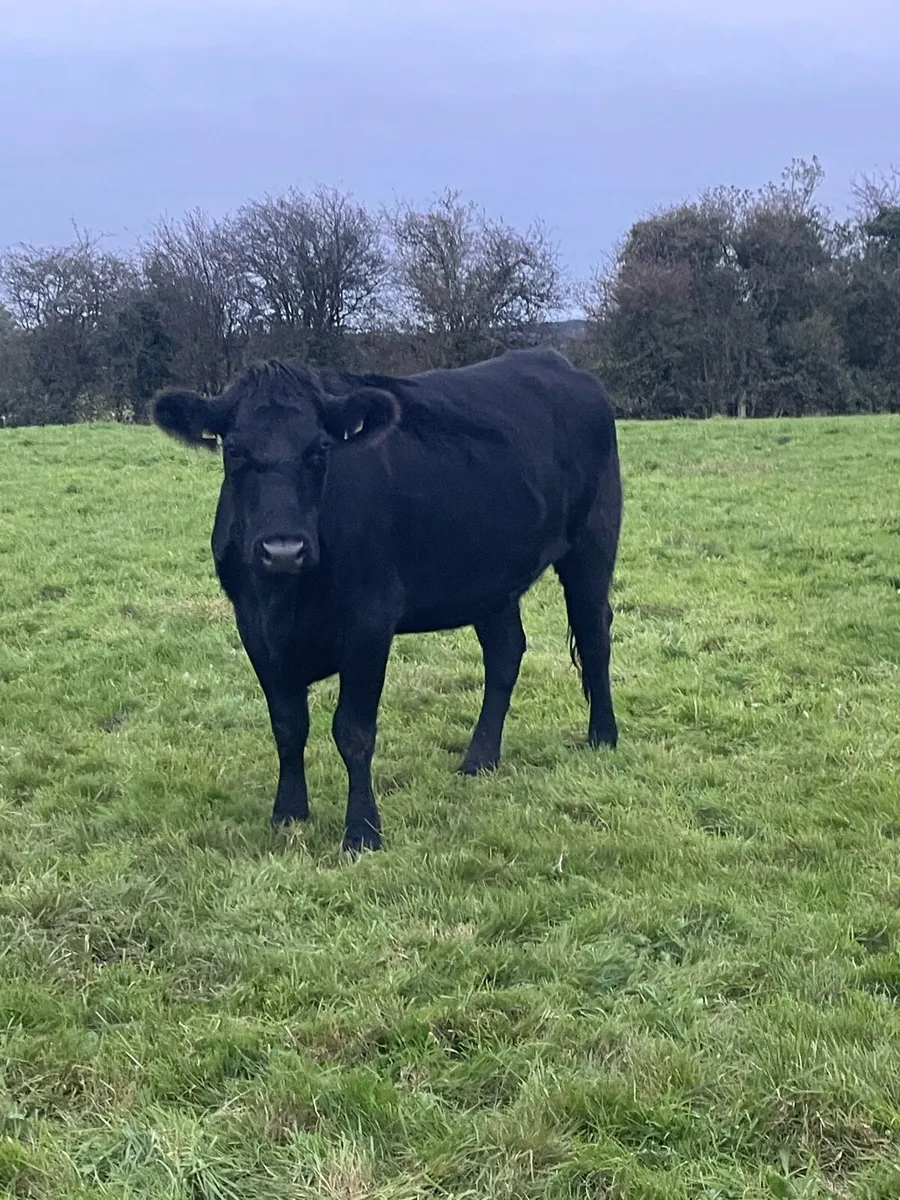 Feeding heifers - Image 4