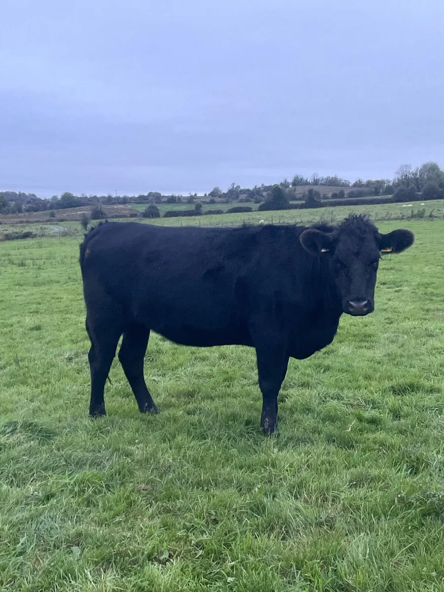 Feeding heifers - Image 2