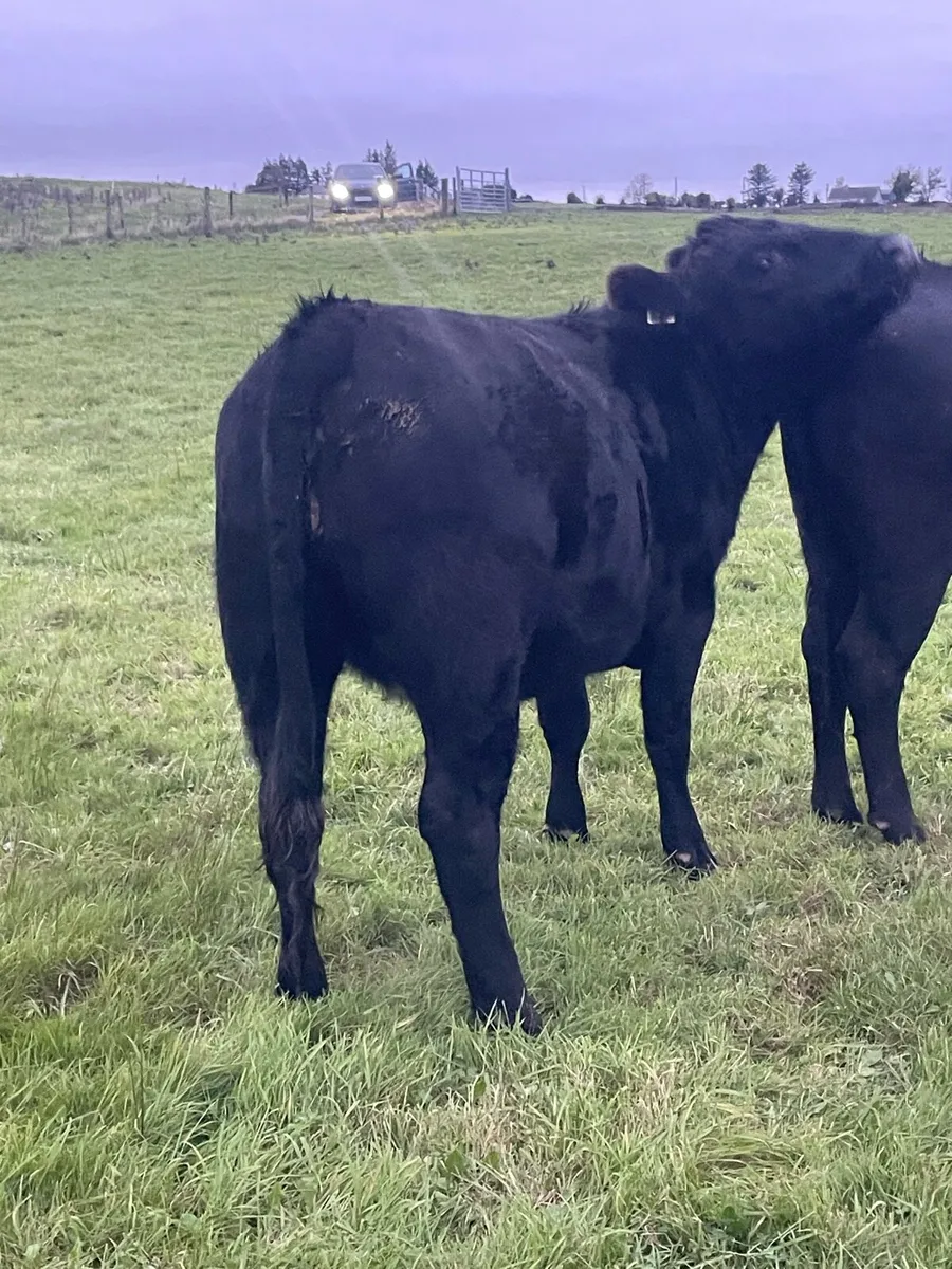 Feeding heifers - Image 3