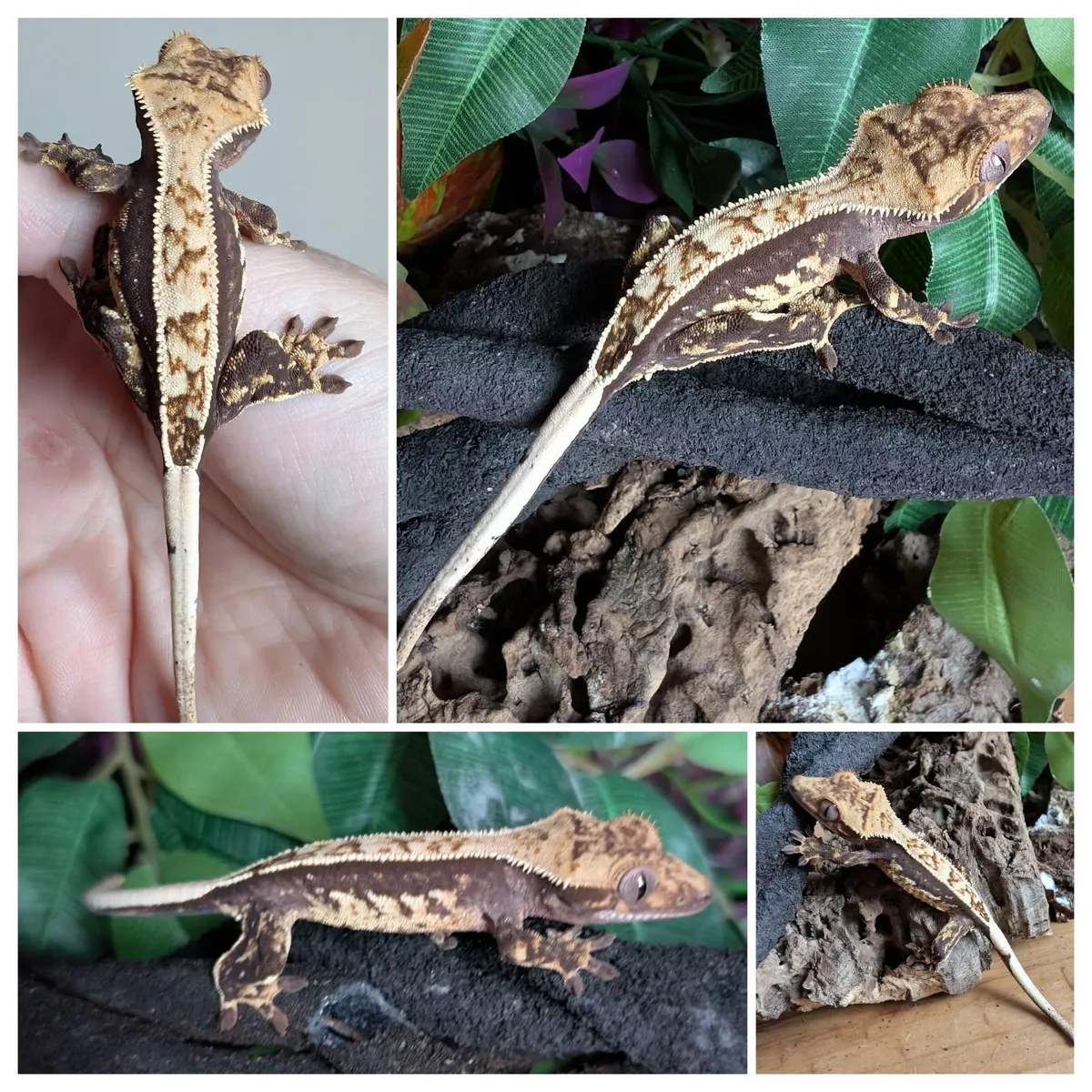 Crested Gecko - Image 1