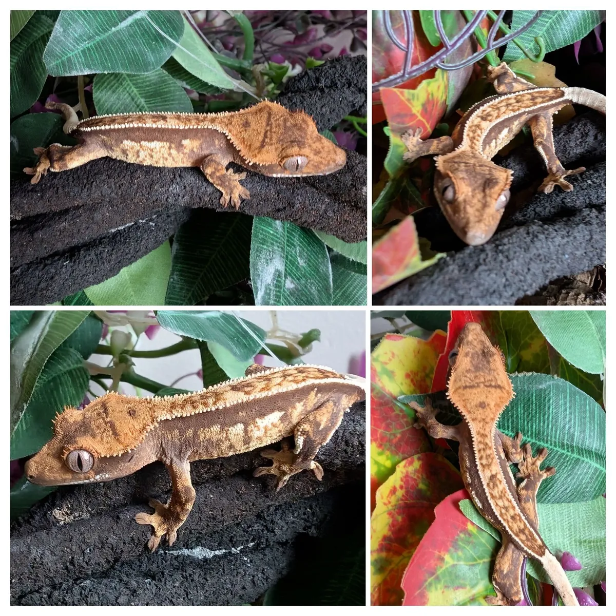 Crested Gecko - Image 2