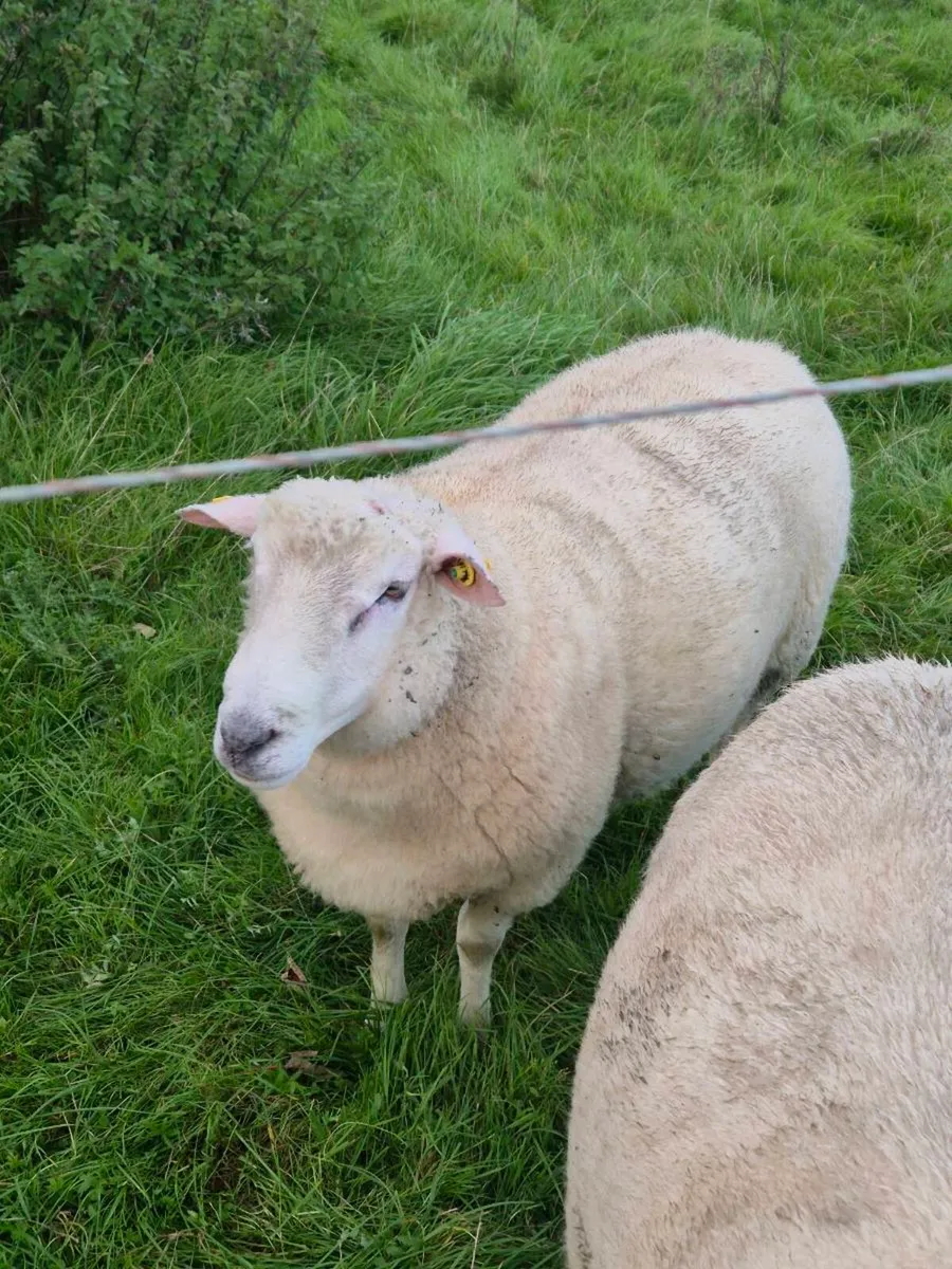 Galway Hogget Rams - Image 4