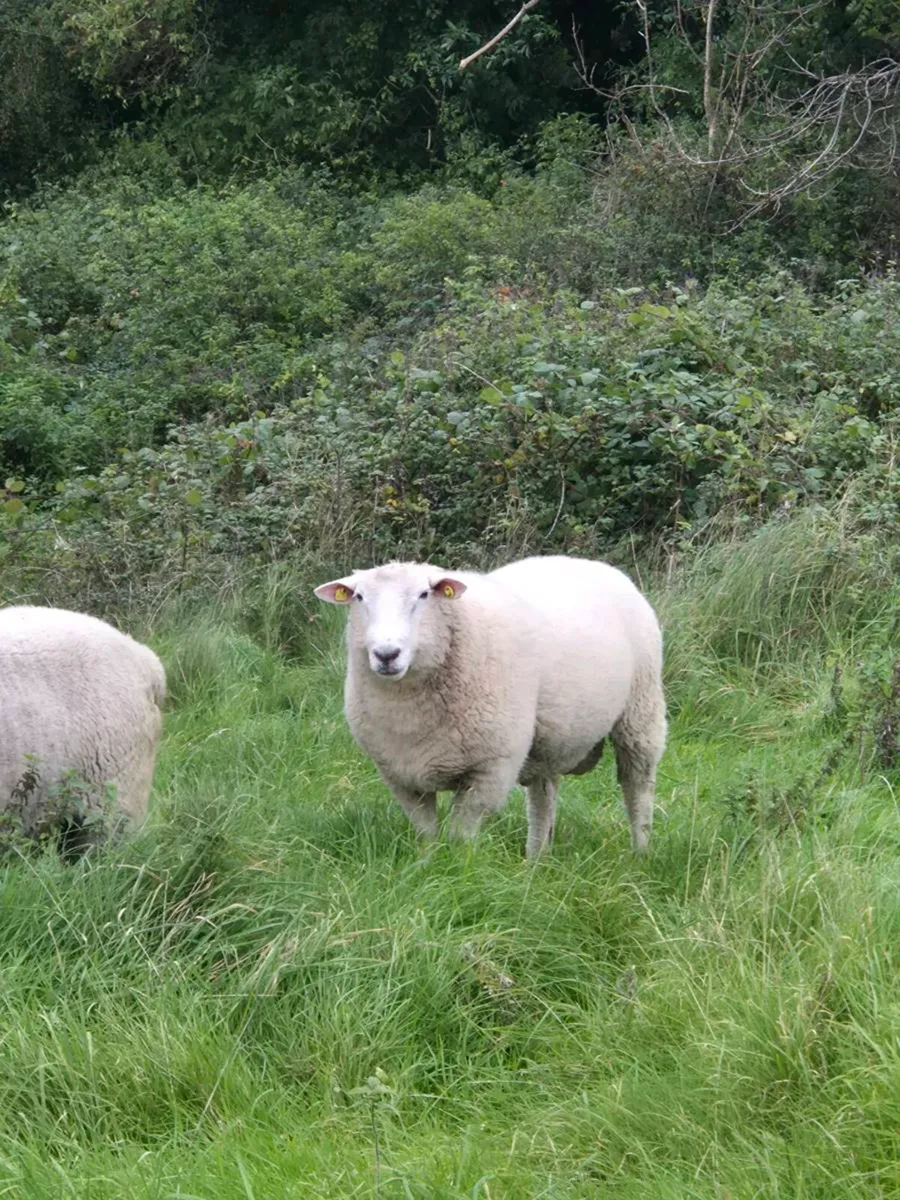 Galway Hogget Rams - Image 1