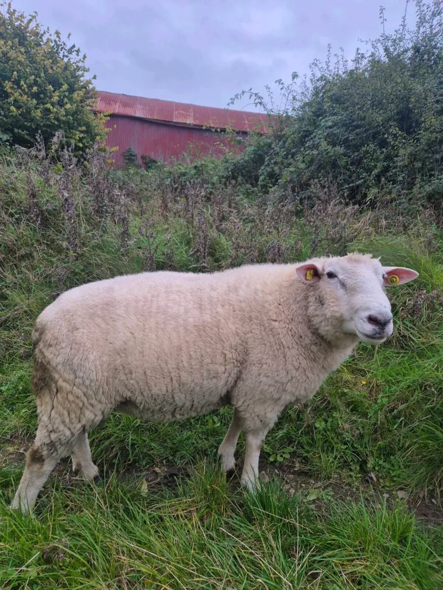 Galway Hogget Rams - Image 2