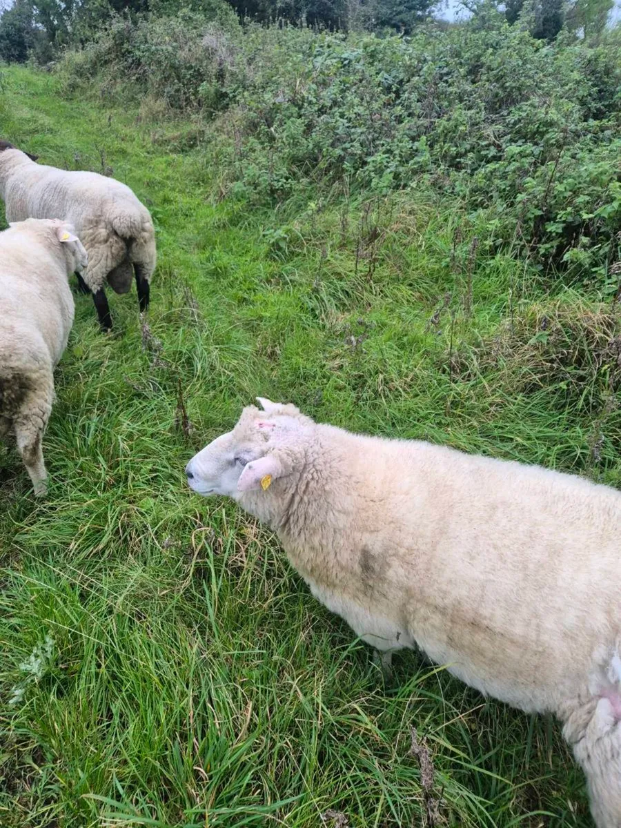 Galway Hogget Rams - Image 3