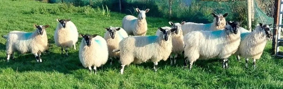10 Mule Ewe Lambs