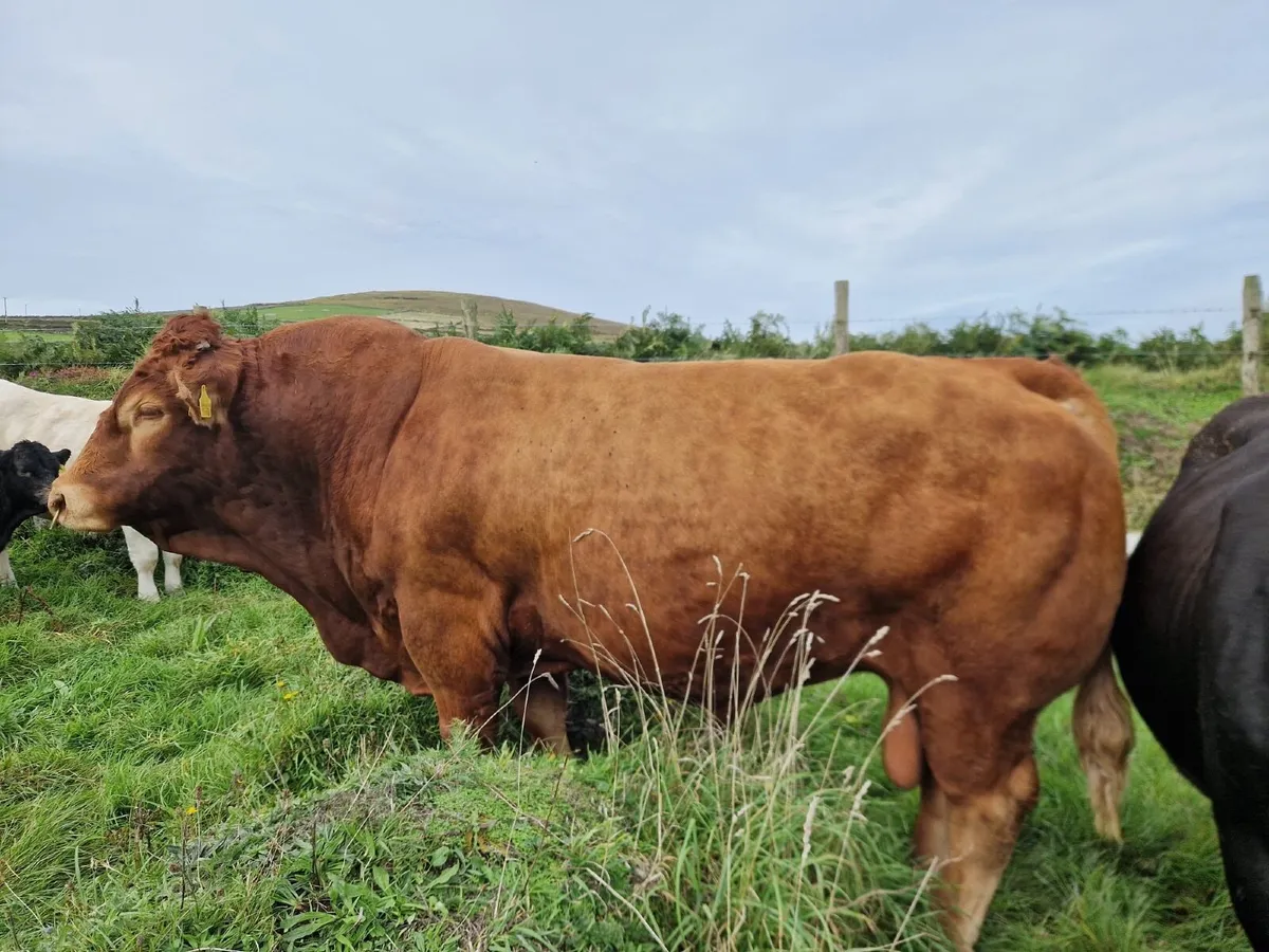 Bull - Image 1