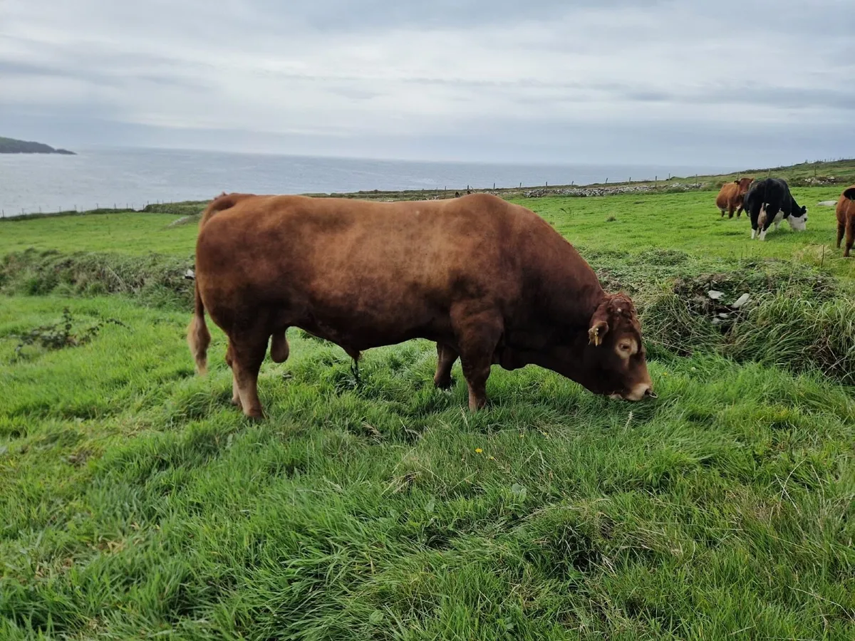 Bull - Image 3