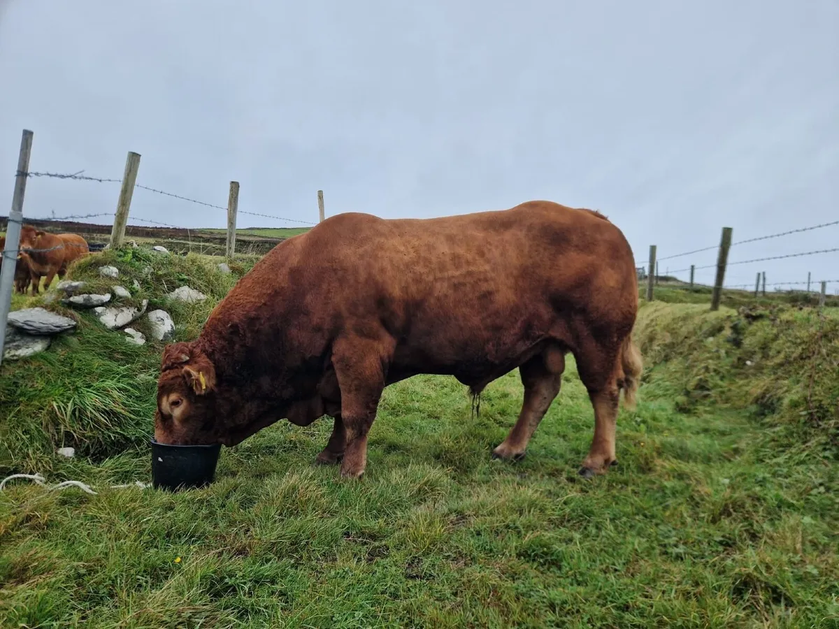 Bull - Image 4
