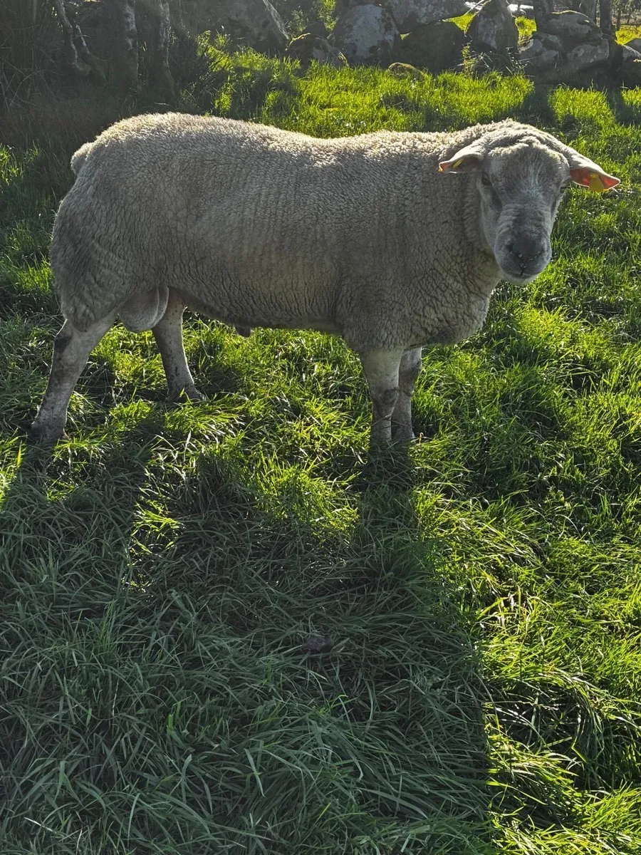 Suftex Ram - Image 1