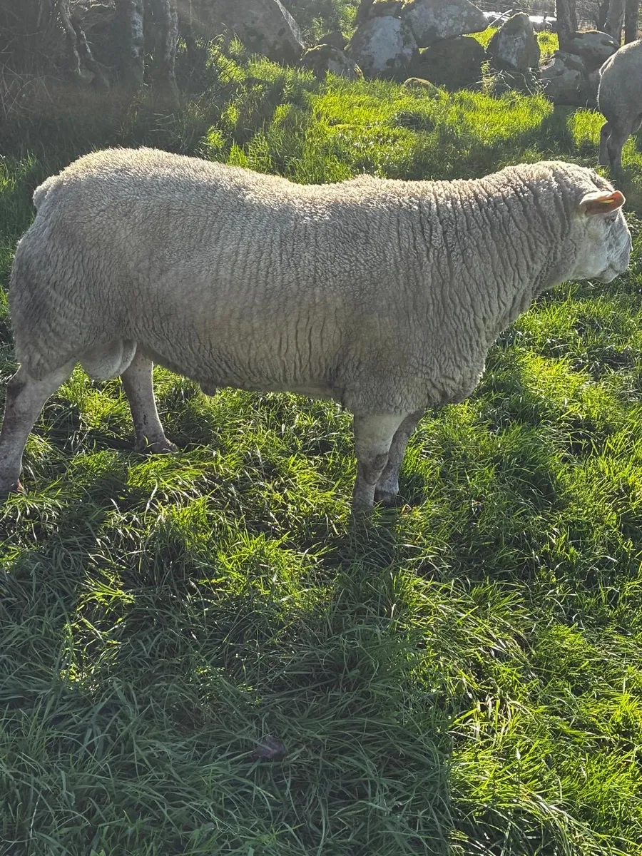Suftex Ram - Image 2