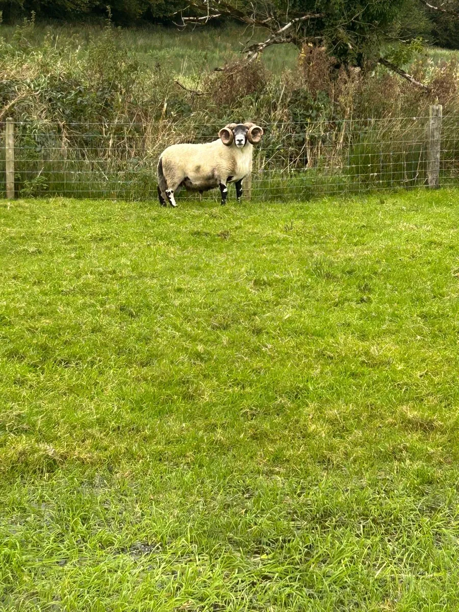 Super Lanark Ram - Image 2